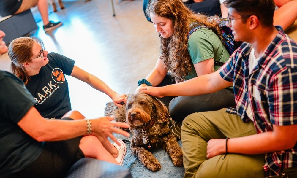 people petting dogs