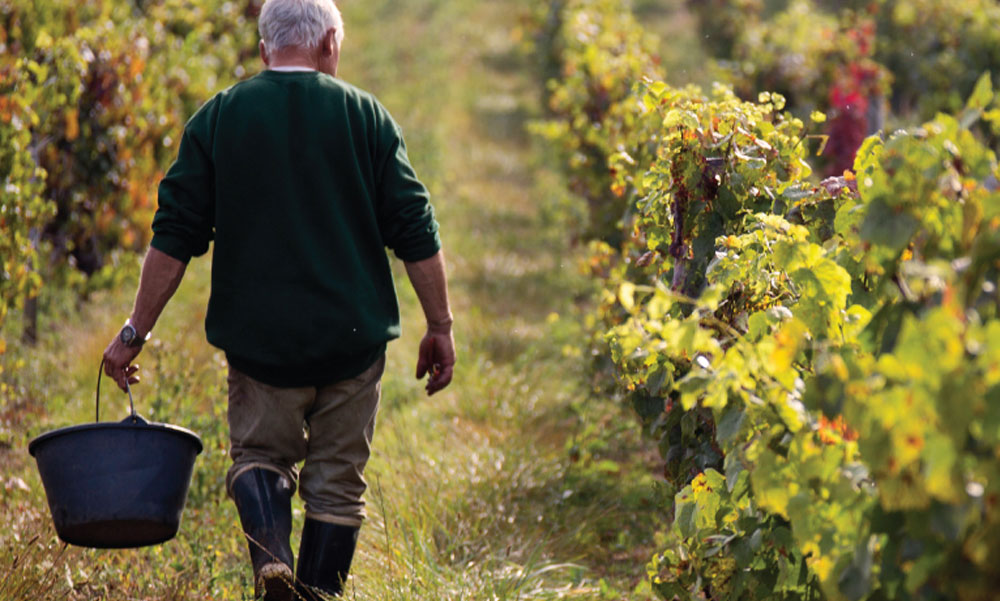 man in vineyard collecting grapes